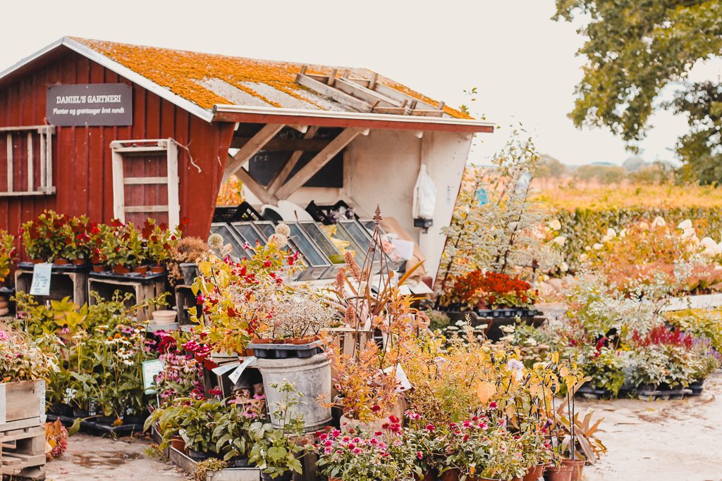 Fru Mollers flowers