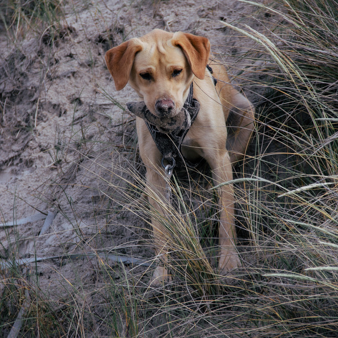 Aktivitäten mit Hund - Strandspaziergang